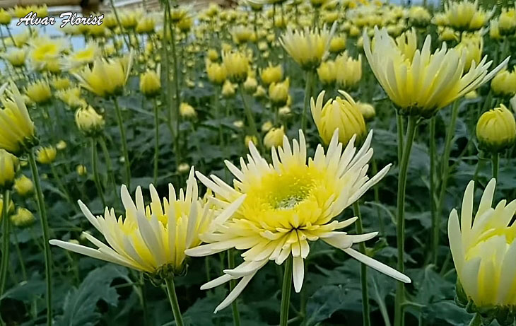 Hardy Chrysanthemums