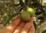 Olive Fruits