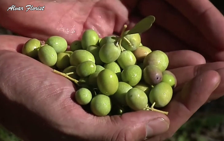 Melhor área de oliveiras