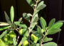 Olive Trees Blooming