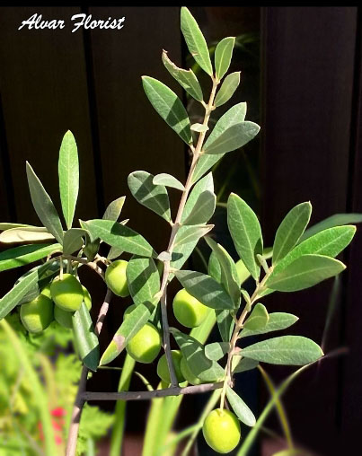 Olive Trees Blooming