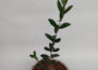 Recommended Fertilizer for Olive Trees