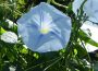 Benefits of Morning Glory