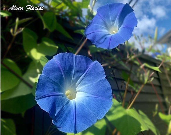 Best for Morning Glory