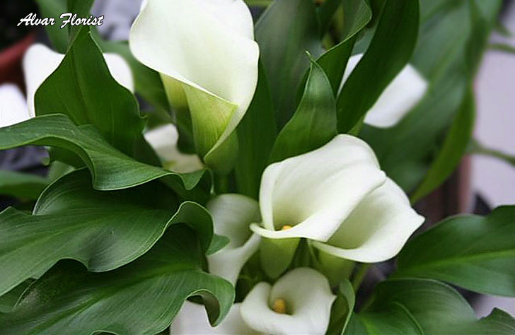 Calla Lily Indoor