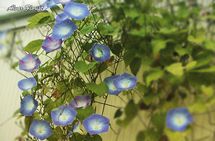 Growing Morning Glory from Seeds