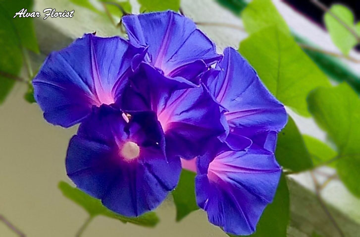 Morning Glory Plant