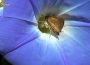 Morning Glory Tree