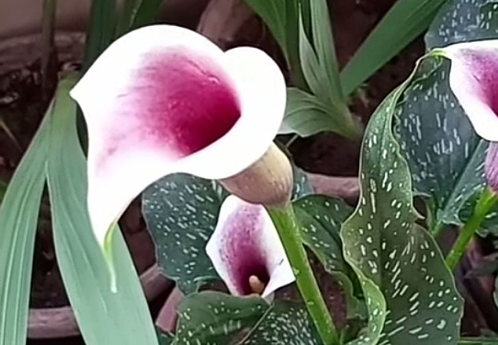Picasso Calla Lily