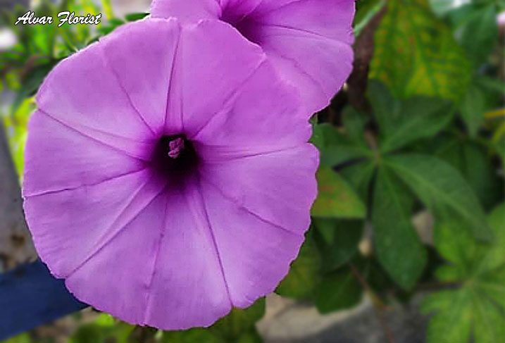 The Meaning of Morning Glory