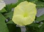Yellow Morning Glory