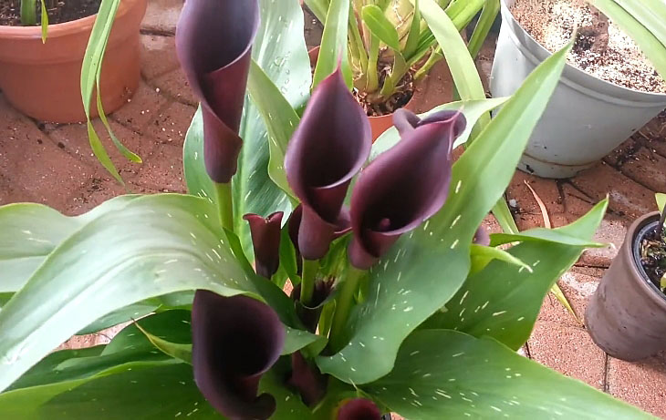 odessa calla lily
