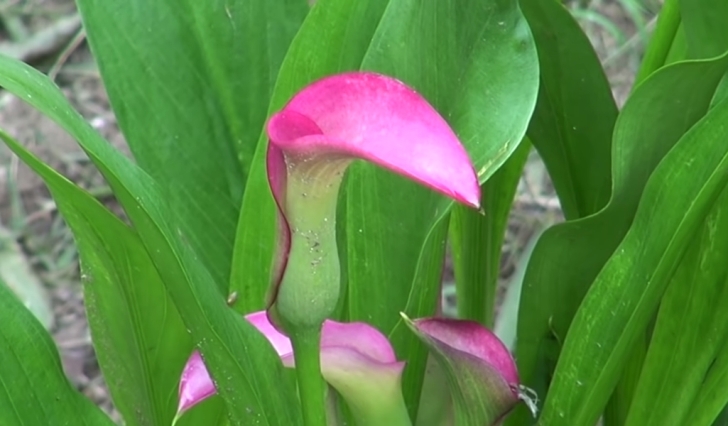 pink calla lily