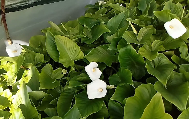 white calla lily