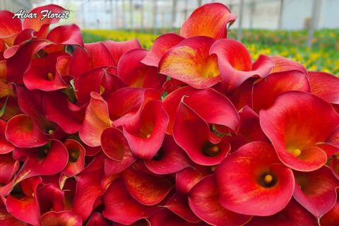 Best Fertilizer for Calla Lily