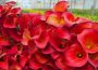 Best Fertilizer for Calla Lily