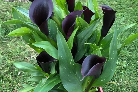 Calla Lily Black