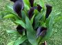 Calla Lily Black