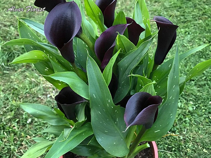 Calla Lily Black 