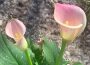 Calla Lily Bouquet Flowers