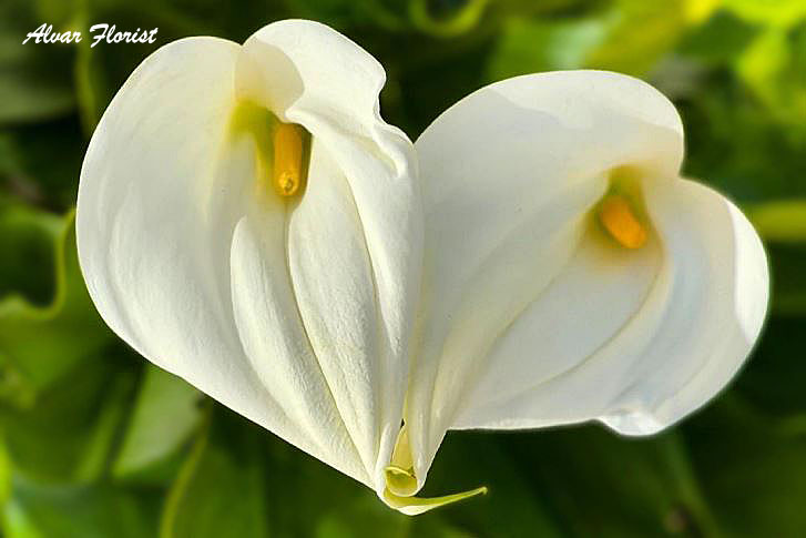 Calla Lily Bulbs 