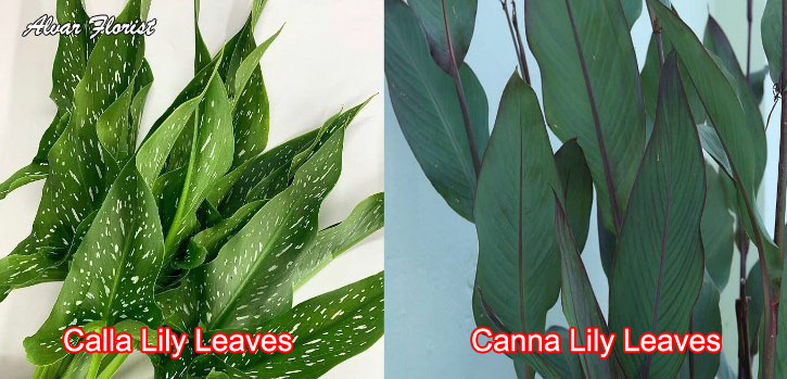 Calla Lily Leaves and Canna Lily Leaves