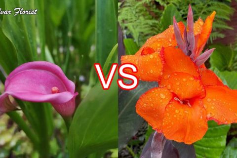 Calla Lily vs Canna Lily