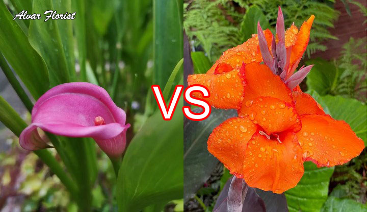Calla Lily vs Canna Lily 