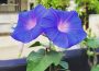 Morning Glory