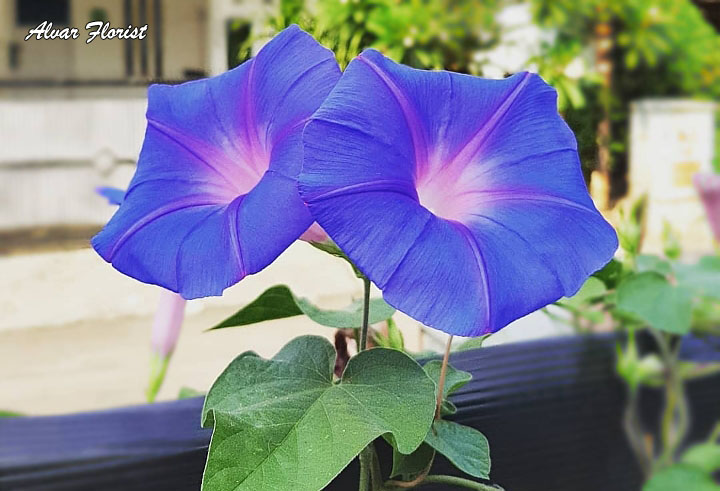 Morning Glory