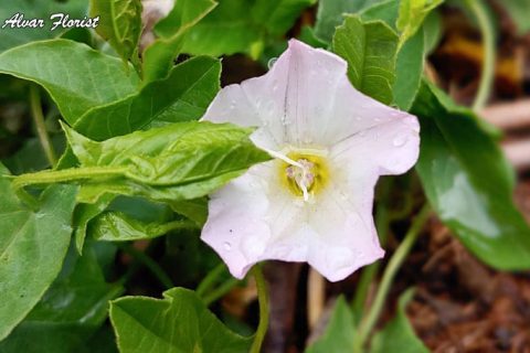 Morning Glory Weed