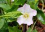 Morning Glory Weed