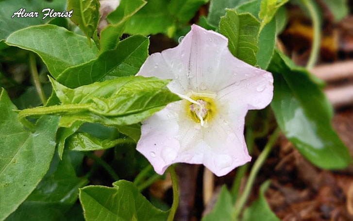 Morning Glory Weed