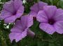 The Morning Glories