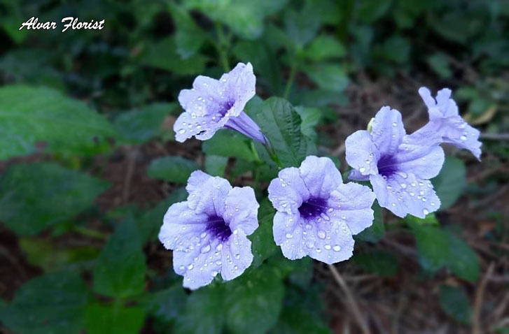 Your Morning Glory