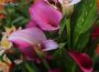 Calla Lily Bloom
