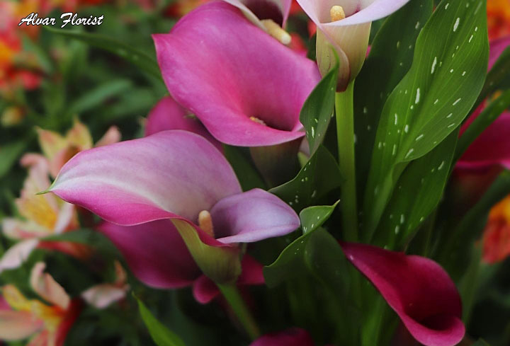 Calla Lily Bloom 