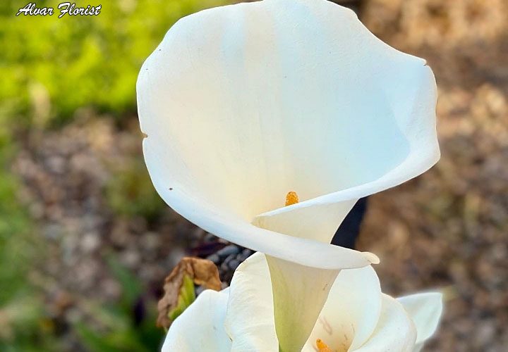 Calla Lily Bulbs