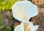 Calla Lily Bulbs