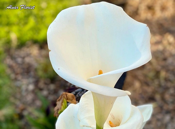 Calla Lily Bulbs 