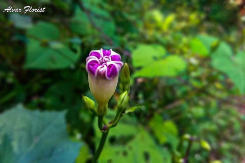 Fast Morning Glory
