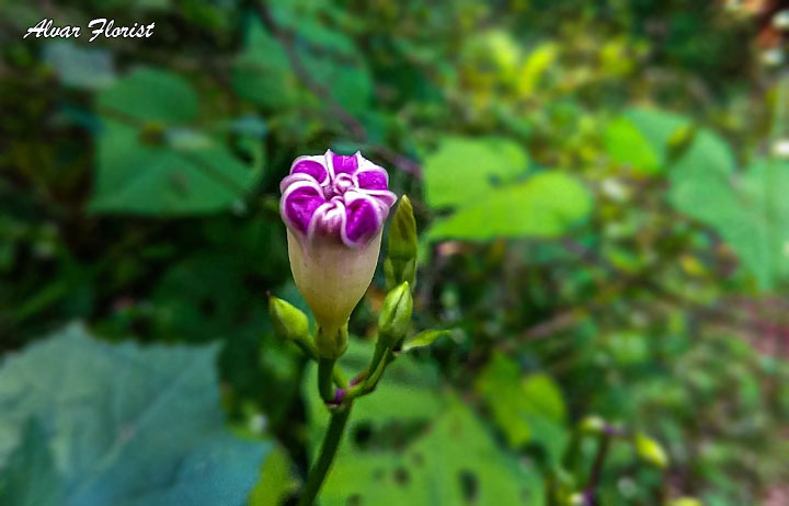 Fast Morning Glory
