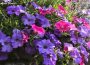 Morning Glory Flowers
