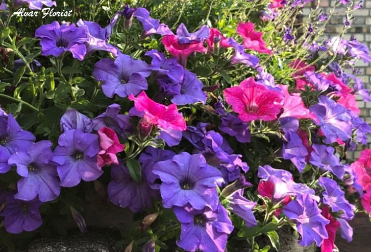 Morning Glory Flowers