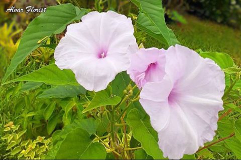 Morning Glory Plant