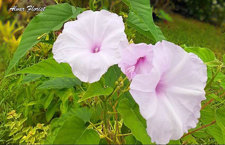 Morning Glory Plant