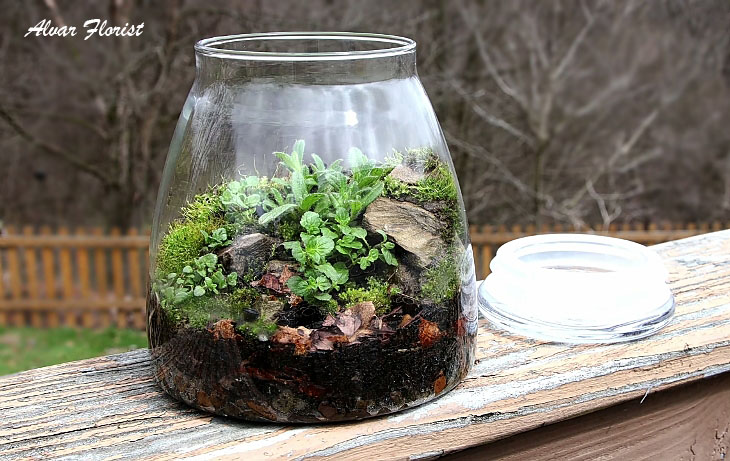 Best Plants for Terrarium