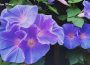 Morning Glory Flower