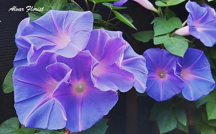 Morning Glory Flower
