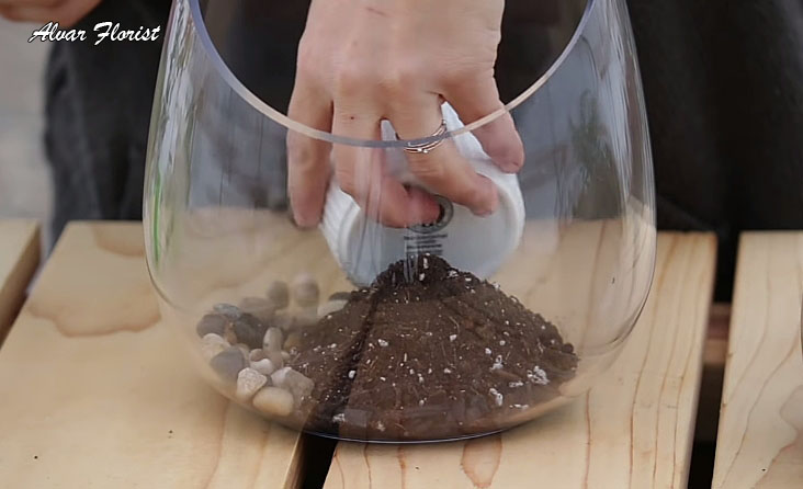Terrarium Plant